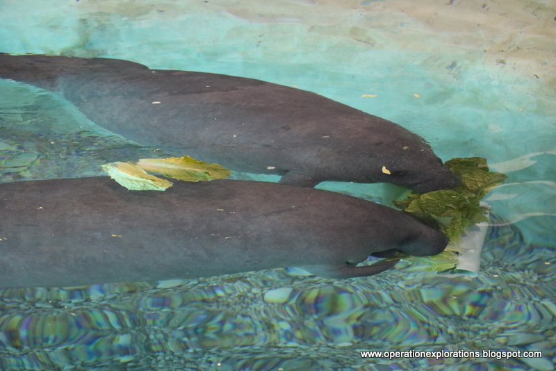 Operation Explorations South Florida Museum, and