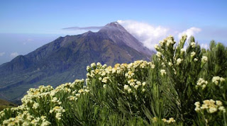 Edelweis Merbabu
