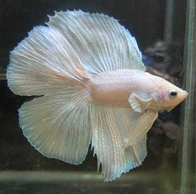 BETTA SPLENDENS BETTA SPLENDENS