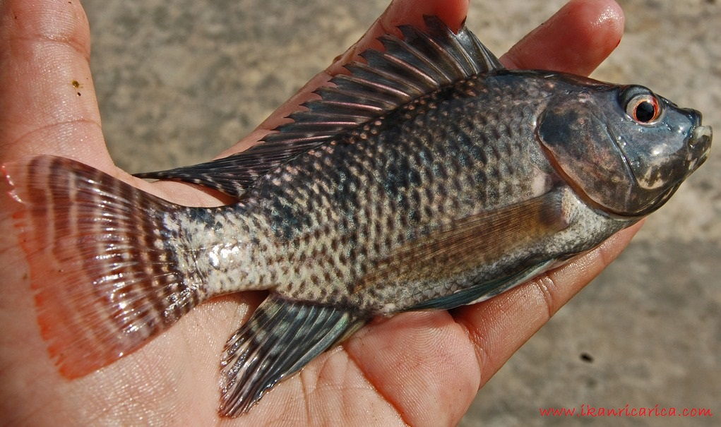 Gambar, Foto Klasifikasi Morfologi Ikan Nila Dan Asal Muasalnya