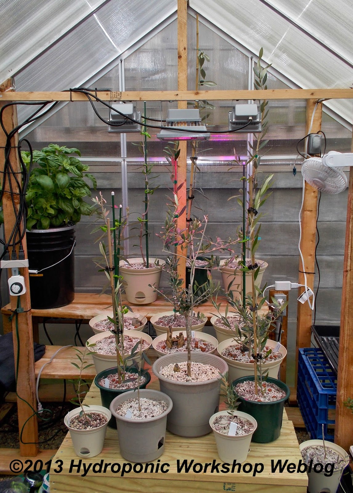 Hydroponic Journal October 5, 2013 Growing olives in New York