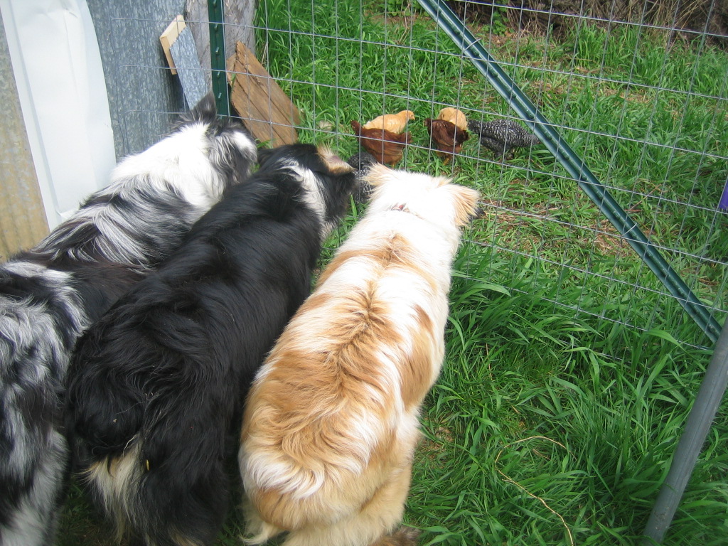 Teaching dogs to herd chickens House Unseen. Life Unscripted.