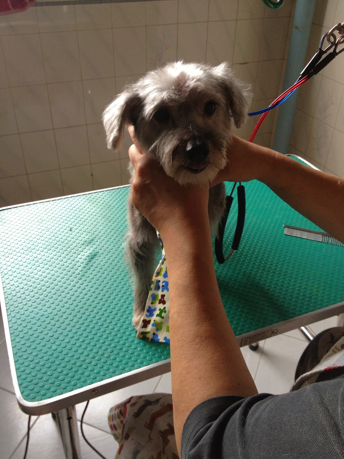 House call / Mobile Dog Grooming at your home / Personalized Pet