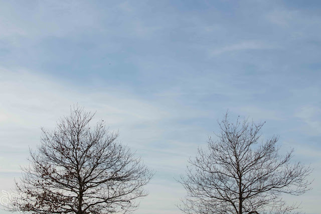 two bare trees against a blue sky