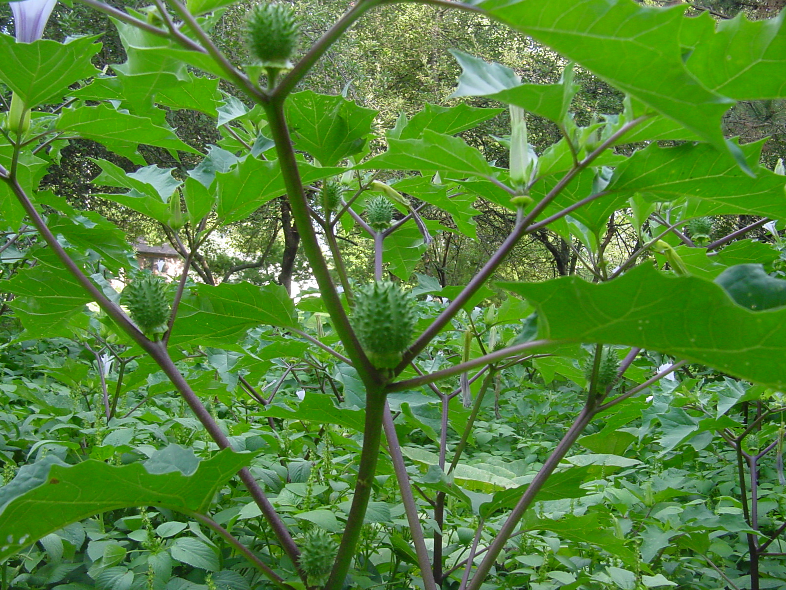 The Veggie Sleuth: Dangerous Plant: Pokeweed1600 x 1200