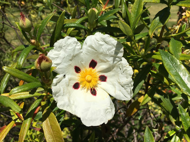 Flores Silvestres