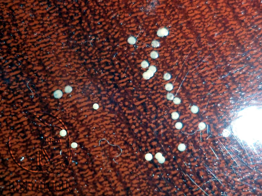 Insetologia - Identificação de insetos: