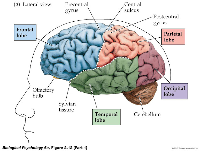 Myths About The Human Brain