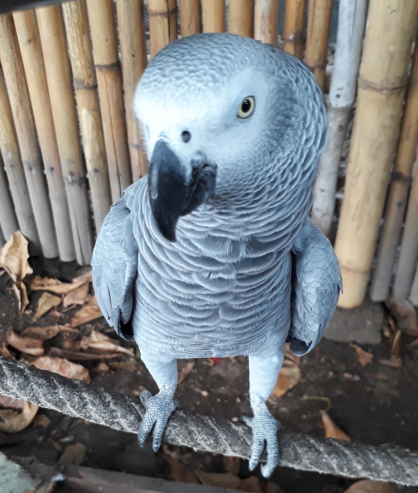 Amanda Bynes PIC porno