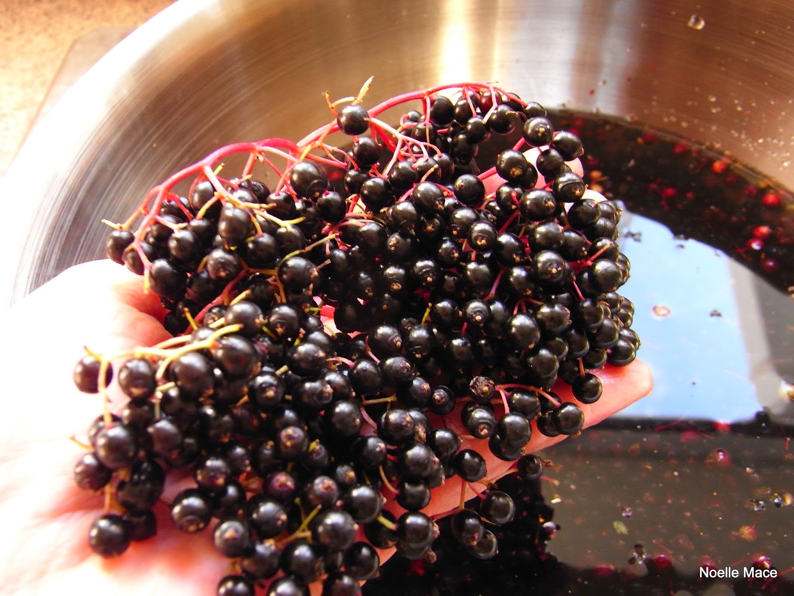 Stasher Elderberry Cordial Recipe