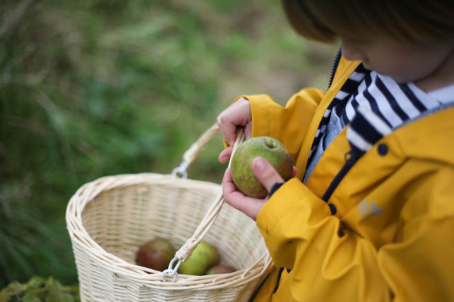 apple harvest 