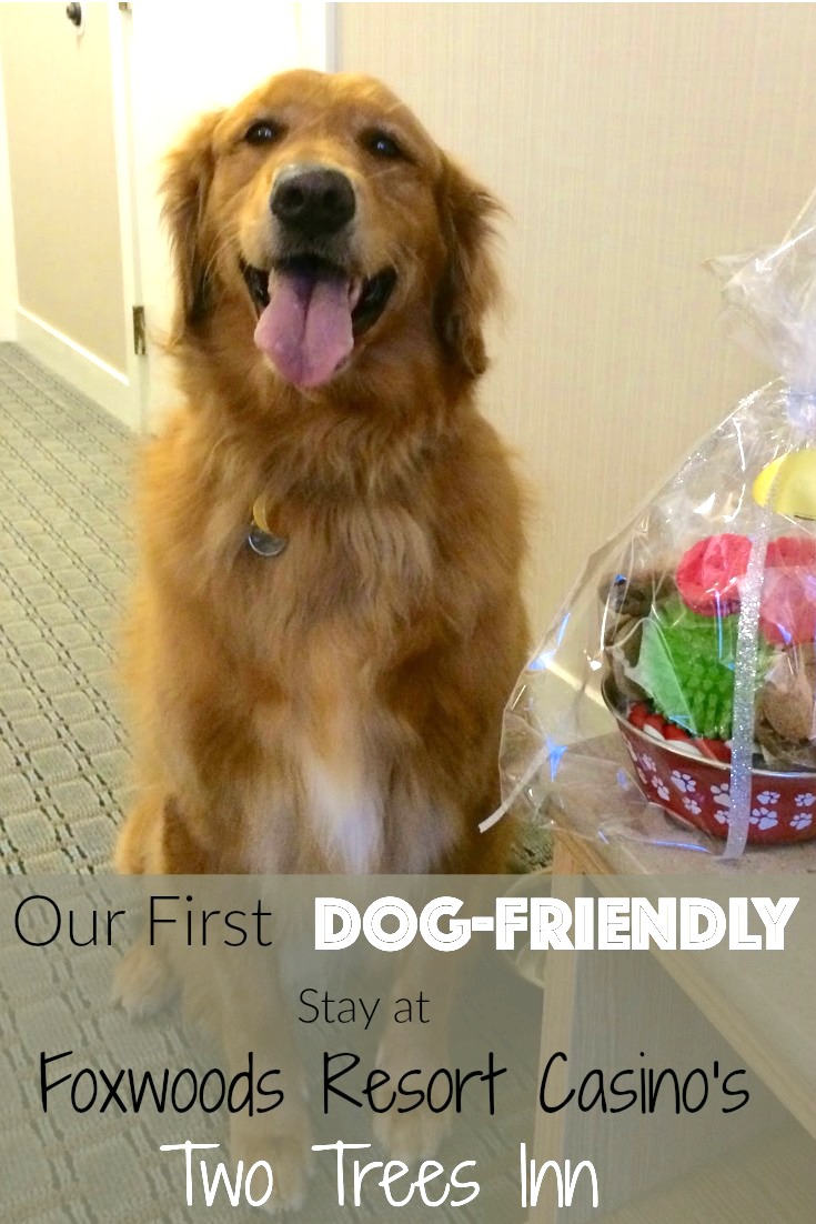 Our First DogFriendly Hotel Stay TwoTreesInn
