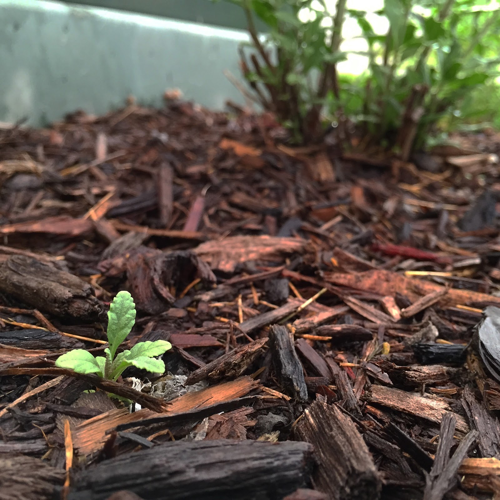 Self-Seeding Russian Sage Perovskia atriplicifolia 'Little Spire