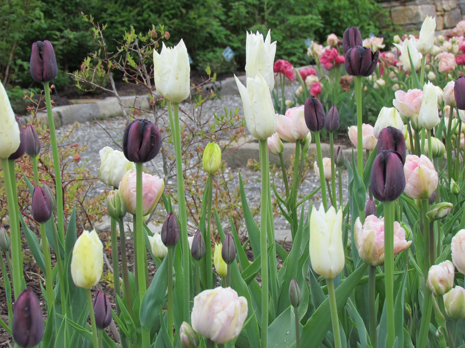 Stella's Star Spring gardens