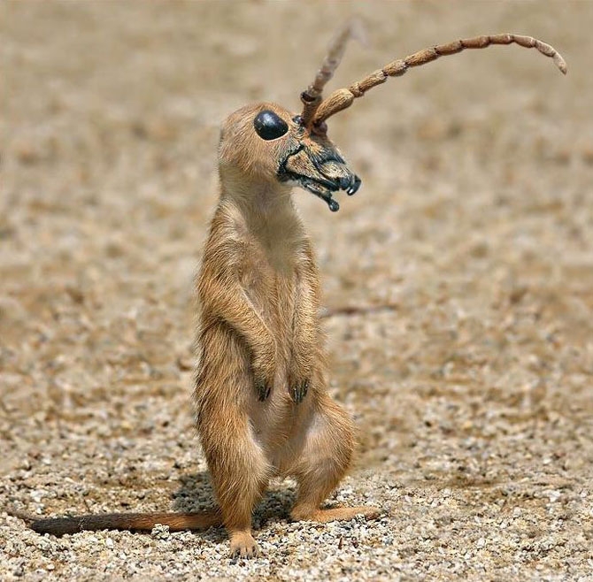 Animals You've Never Seen Omygad!