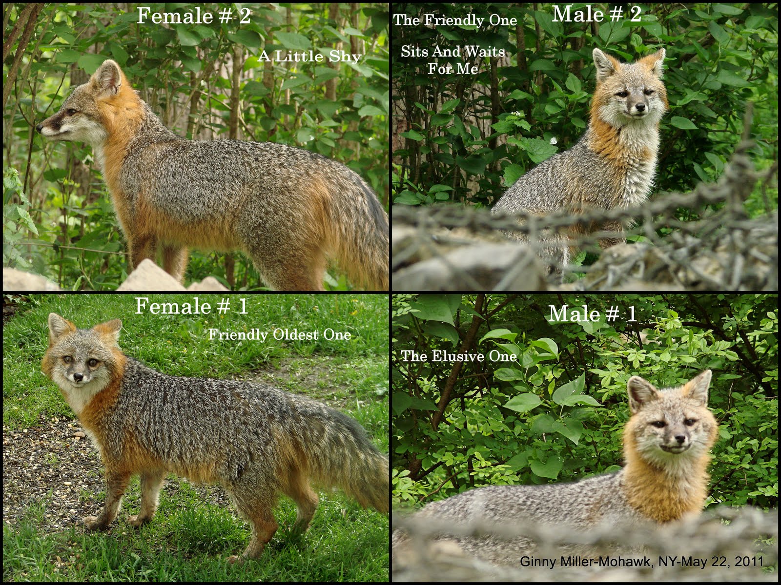 Photography By Ginny Gray Foxes Males And Females Skunk May 22 2011