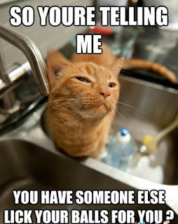 Cat Memes Photos Cat Memes Photos