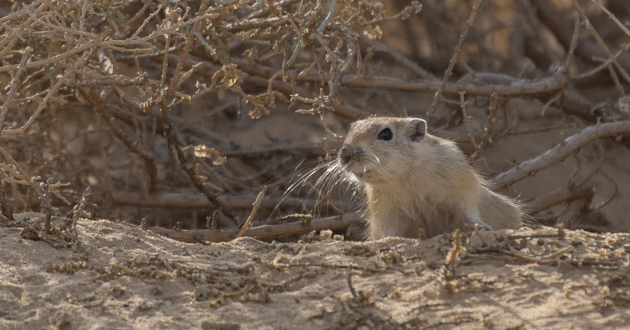 Birds of Saudi Arabia: Fat Sand Rat near Jubail – Record by Vinu Mathew