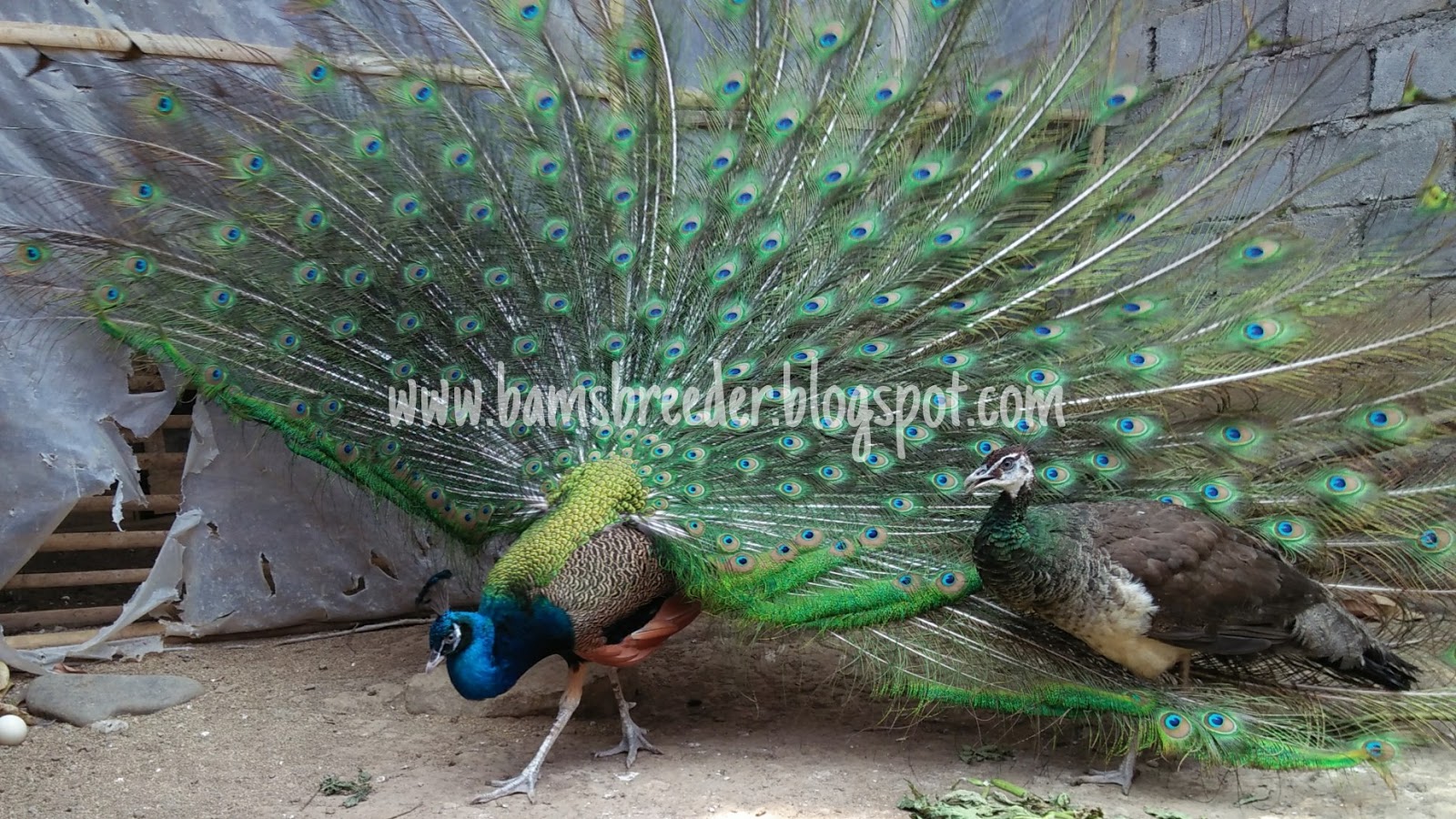 Merak India Ternak Ayam Hias Dan Burung Eksotis