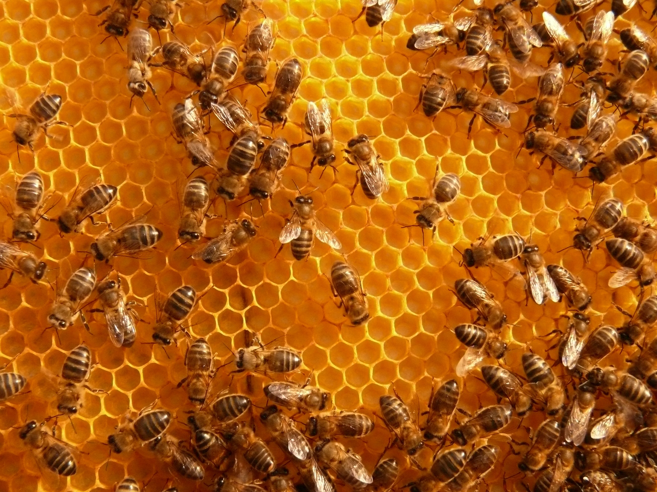 Resultado de imagen para abejas mueren por la telefonia movil