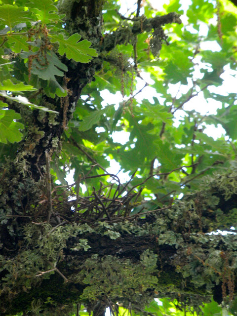 collared dove nest at Le Ripe