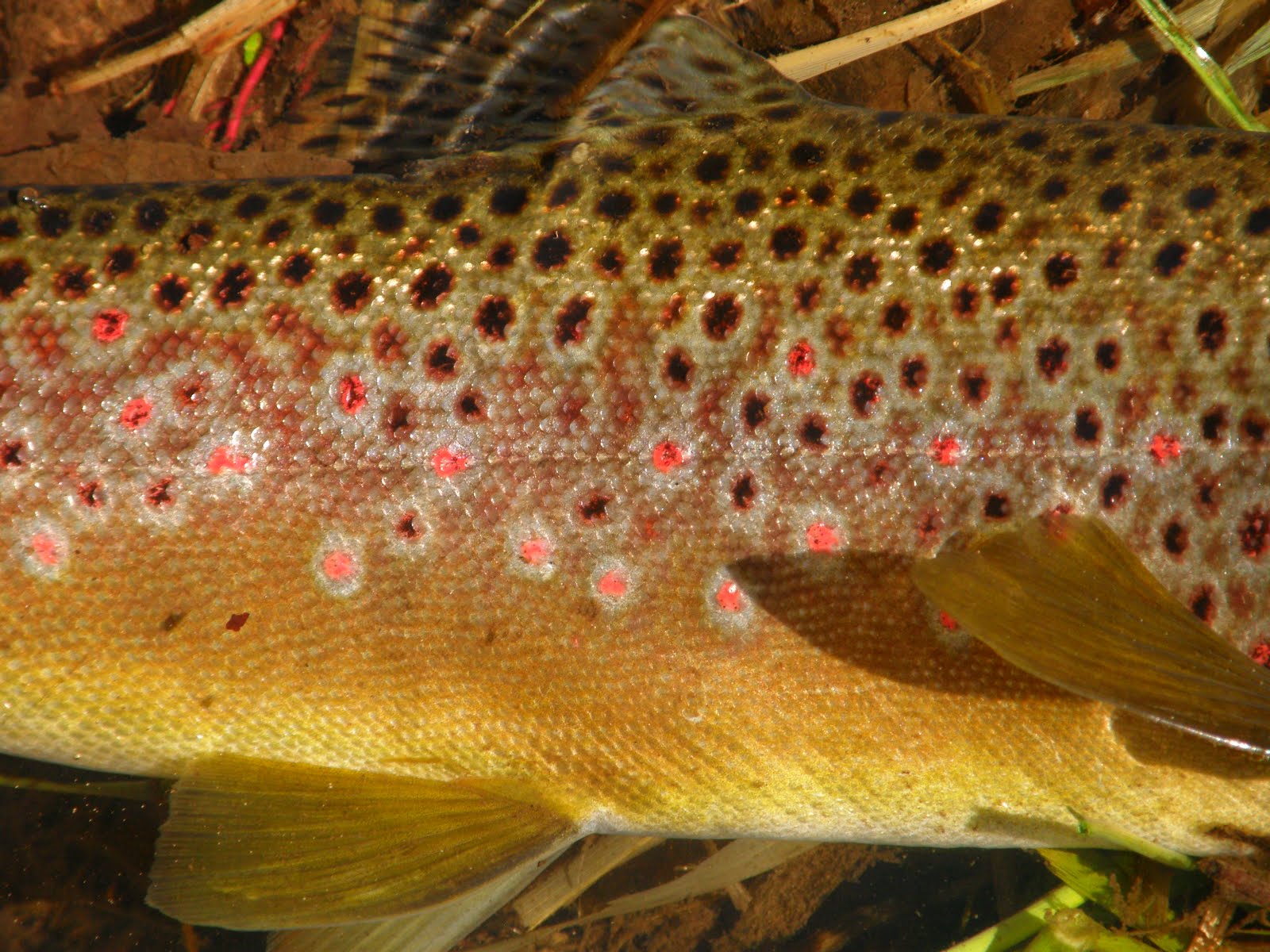 oak-creek-angler-oak-creek-winter-2012