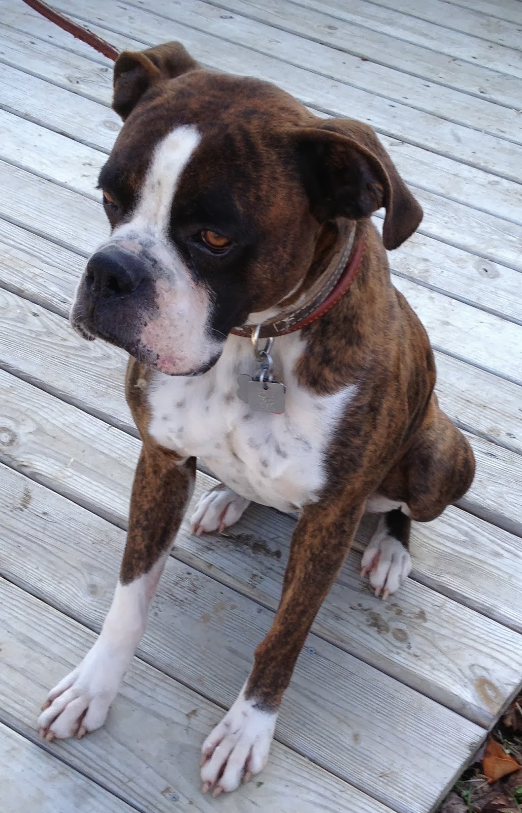 Ruff Living (VA Dog Rescue) Boxer Frank