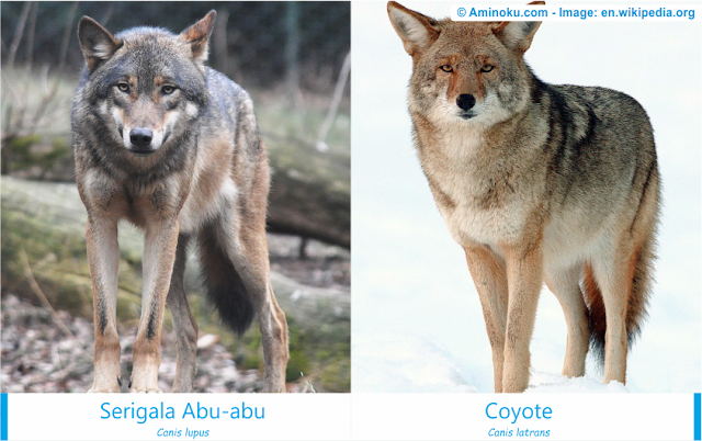 Perbedaan antara serigala abu-abu dan coyote Perbedaan antara serigala abu-abu dan coyote
