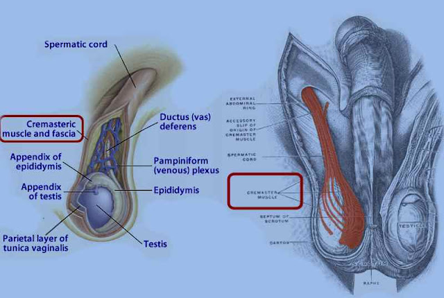 Cipro for testicular pain Cipro for testicular pain