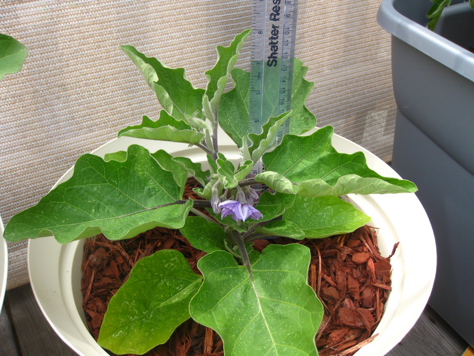 Charm city balcony garden: Fairytale Eggplant flowers