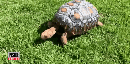 Injured Tortoise Receives World’s First 3D Printed Shell - The real Avengers are nothing compared to this superhero team!