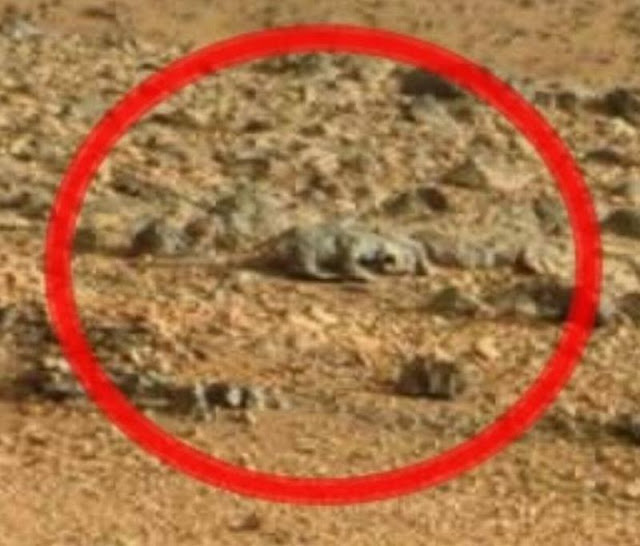 Ferret photographed on Mars by Curiosity Feb 27, 2013