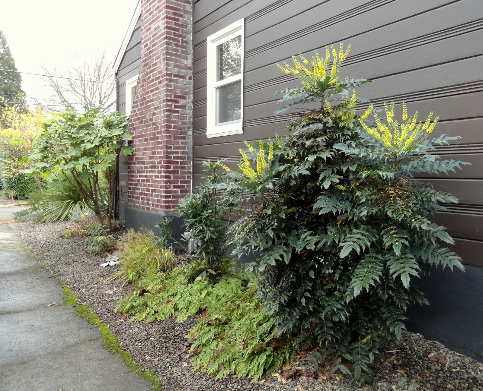 Denver Landscape Plants Mahonia Compacta