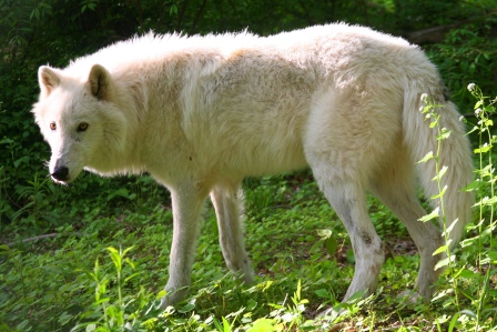 Wolf Conservation Center: May 2011