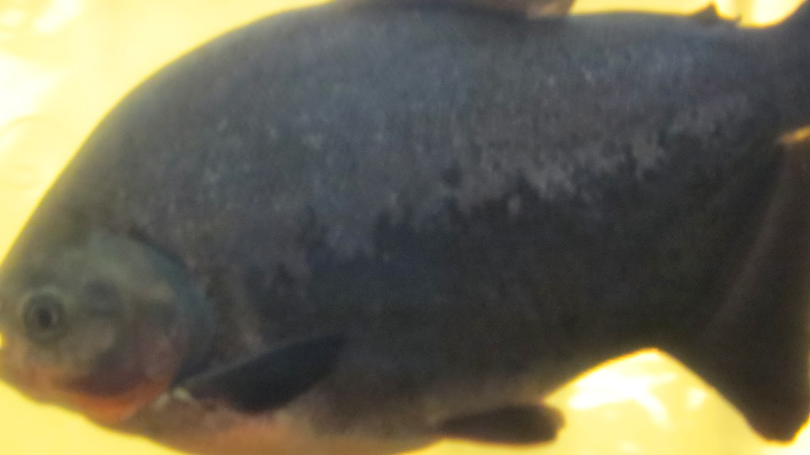 Photography with Dr. Ernie. Goldfish, Silver Dollar and Hammerhead Aquarium fishes