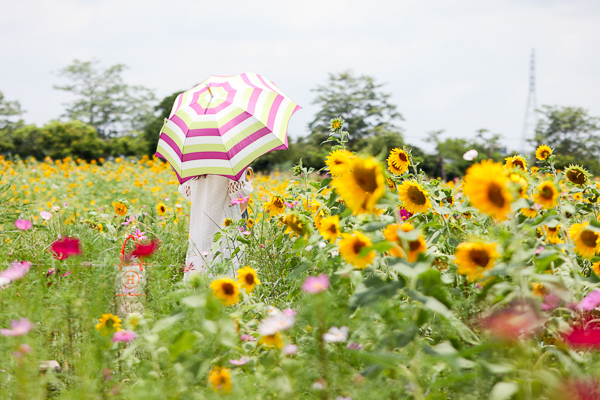 台中后里花田綠廊1.2公頃向日葵花海盛開,環保公園變成花田拼布 台中后里花田綠廊1.2公頃向日葵花海盛開,環保公園變成花田拼布