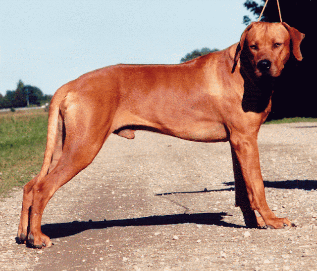 Whippet und Rhodesian Ridgeback of Didingwe Hinweise und Tipps