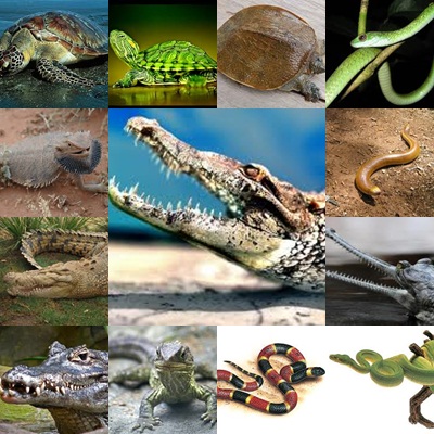 87 Koleksi Contoh Gambar Hewan Reptil Gratis Terbaru