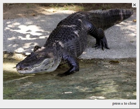 A sample lightbox featuring Reggie the alligator