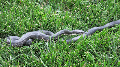 Black Rat Snake, Sunday, June 05, 2016, 4:24:21 PM