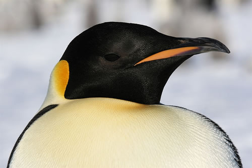 Penguin emperor fluffy chick poster babies premium posterlounge Birds Photos - Birds Wallpapers & Facts info: Emperor Penguin Pictures