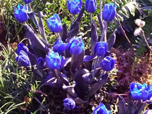 blue tulips