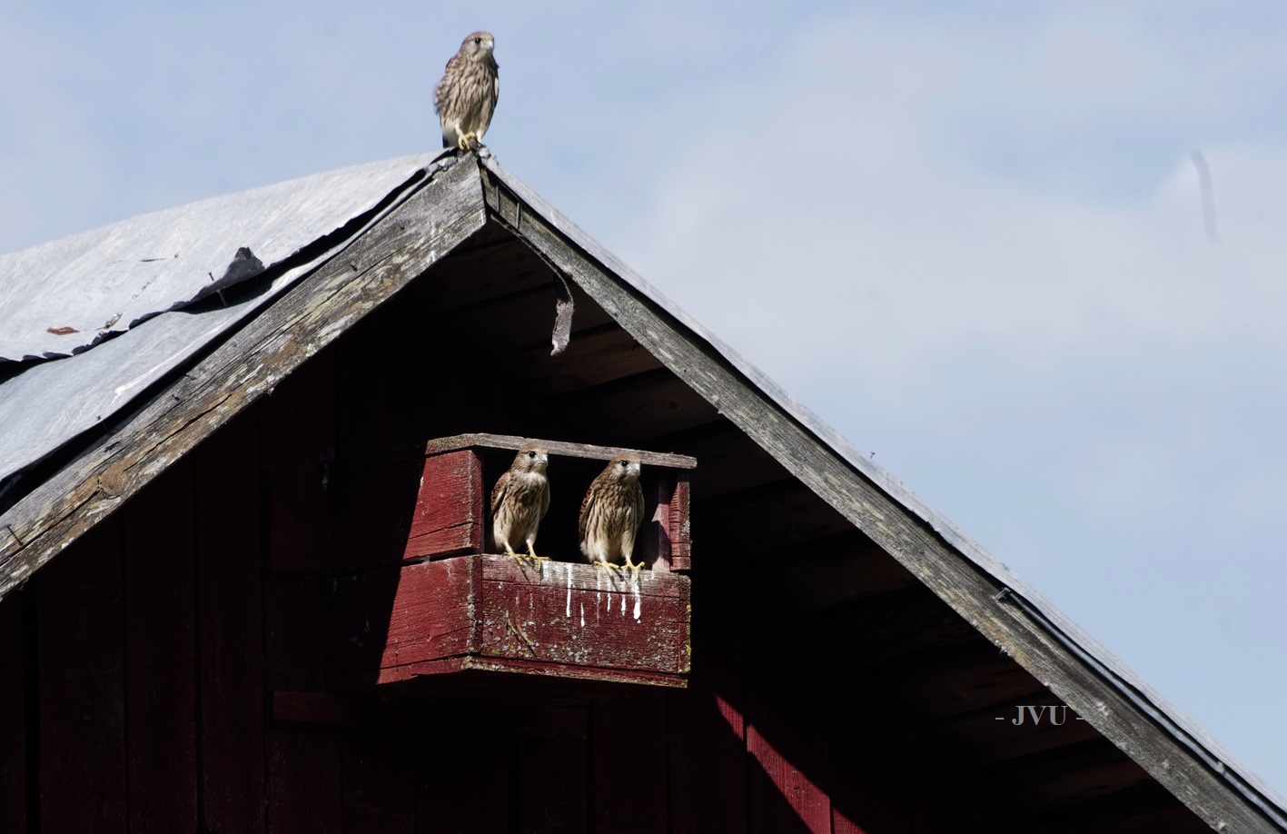 alasti teini-ikäinen tyttö webcam