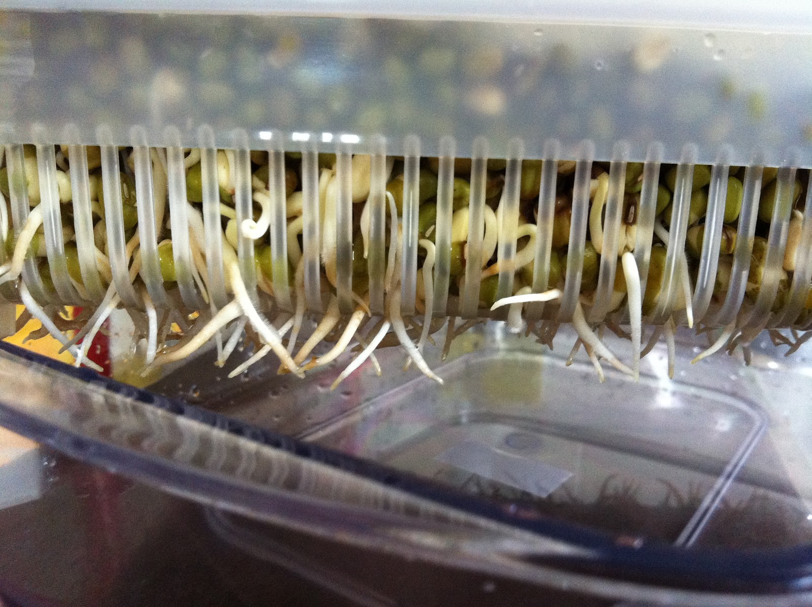 The Right to Be Alive Home Sprout Mung Bean Sprouts