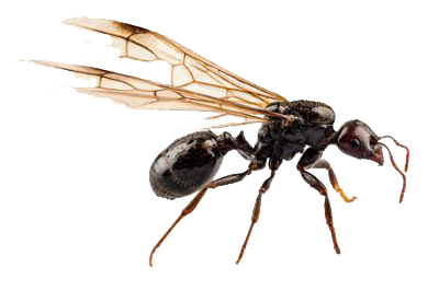 Pestforce Latest News: Pest or Best No. 2: The Flying Ant