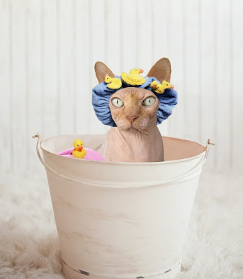 alt="gato preparado para el baño"