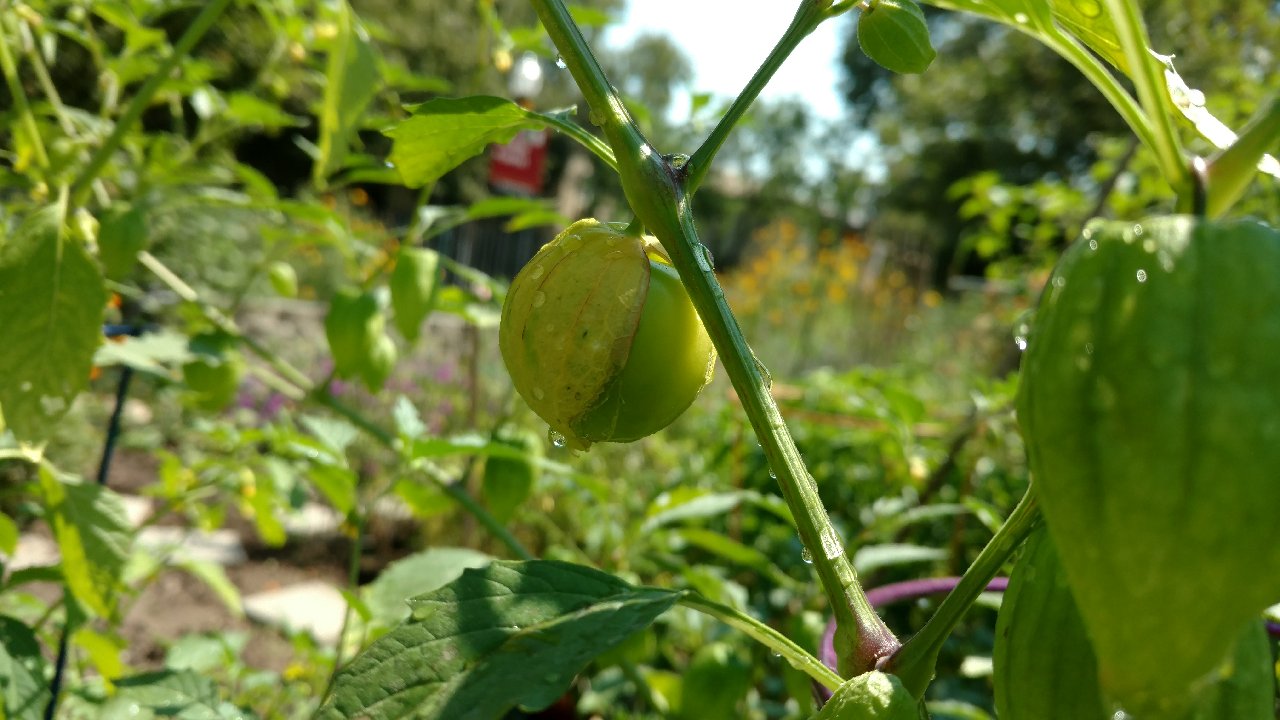 Tomatillos gone wild!