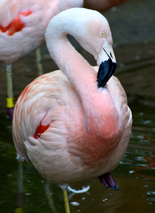 Chilean Flamingo | Zoo Atlanta | Photo: Travis S. Taylor