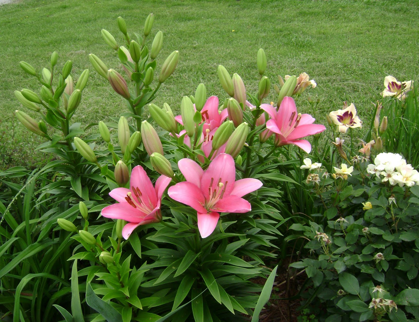 Prairie Rose's Garden GBBD Early Summer Blooms