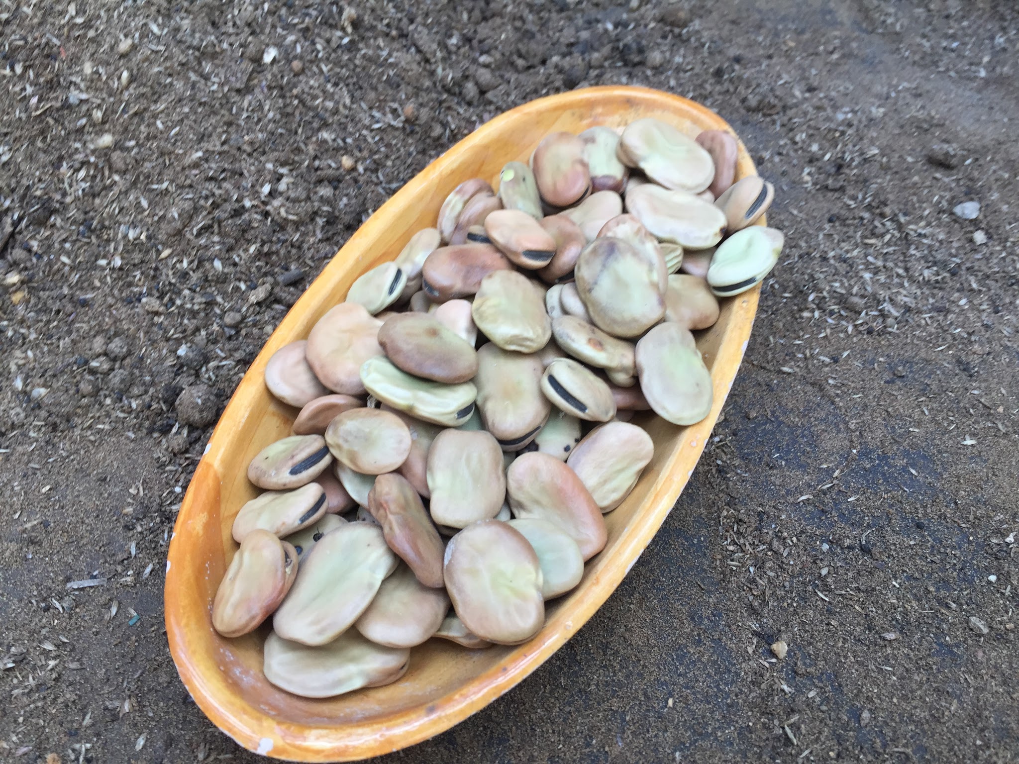 How To Grow Broad Beans